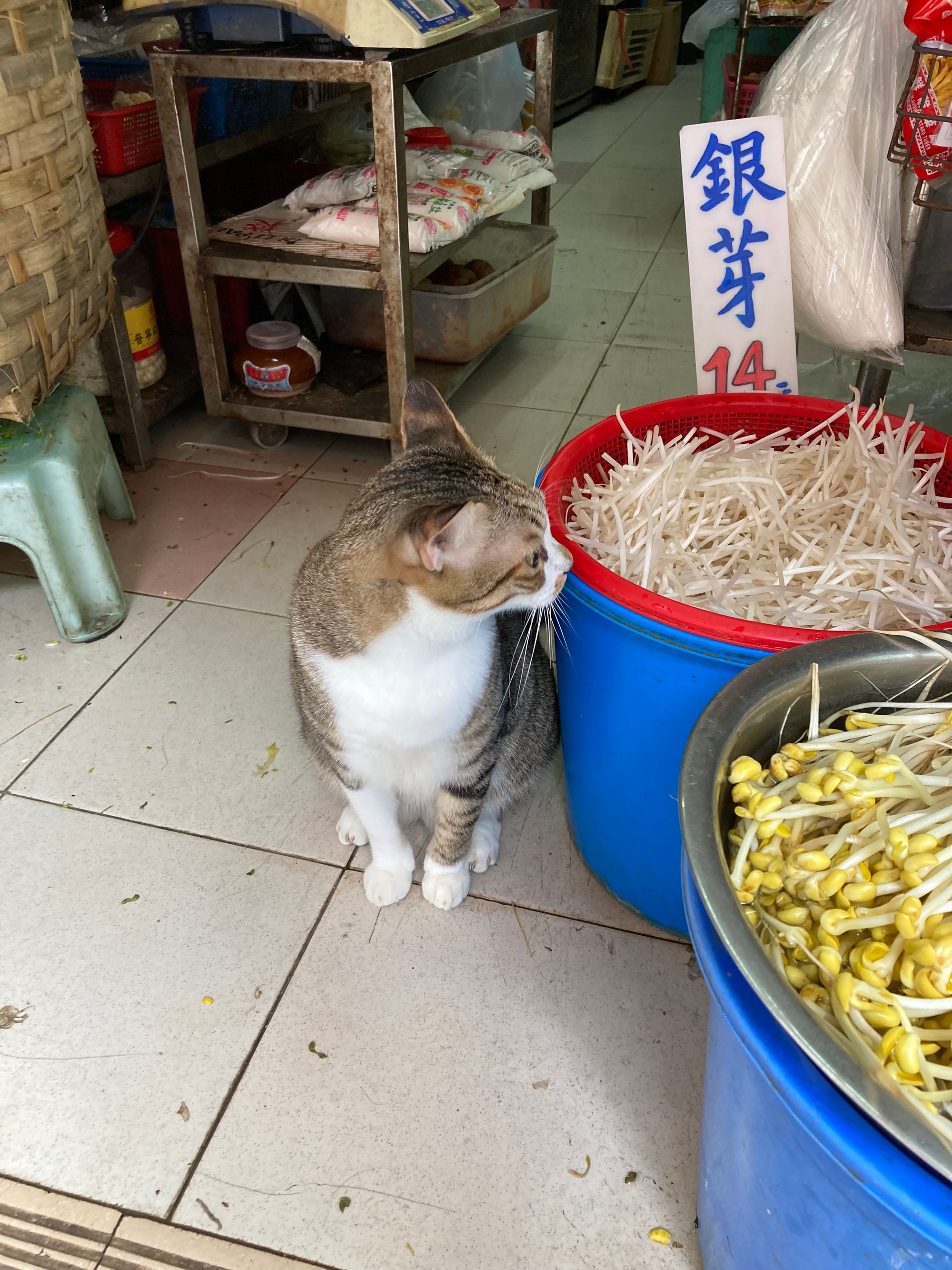 A shop cat sits by a tub of bean sprouts. Its head is turned right towards the bean sprouts.