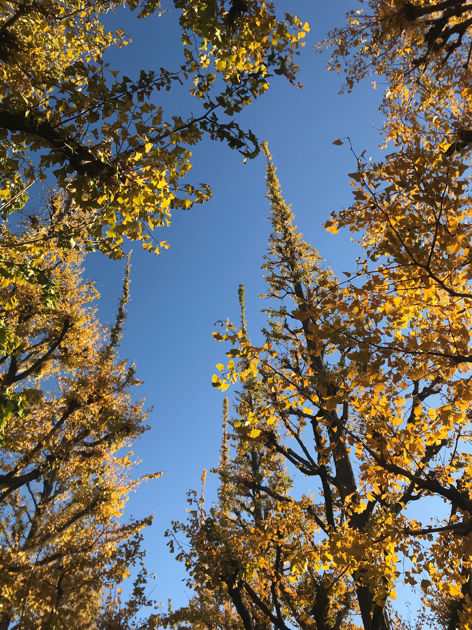 Golden ginkgo foliage bathed by afternoon sunlight. The sky is a soft blue behind.