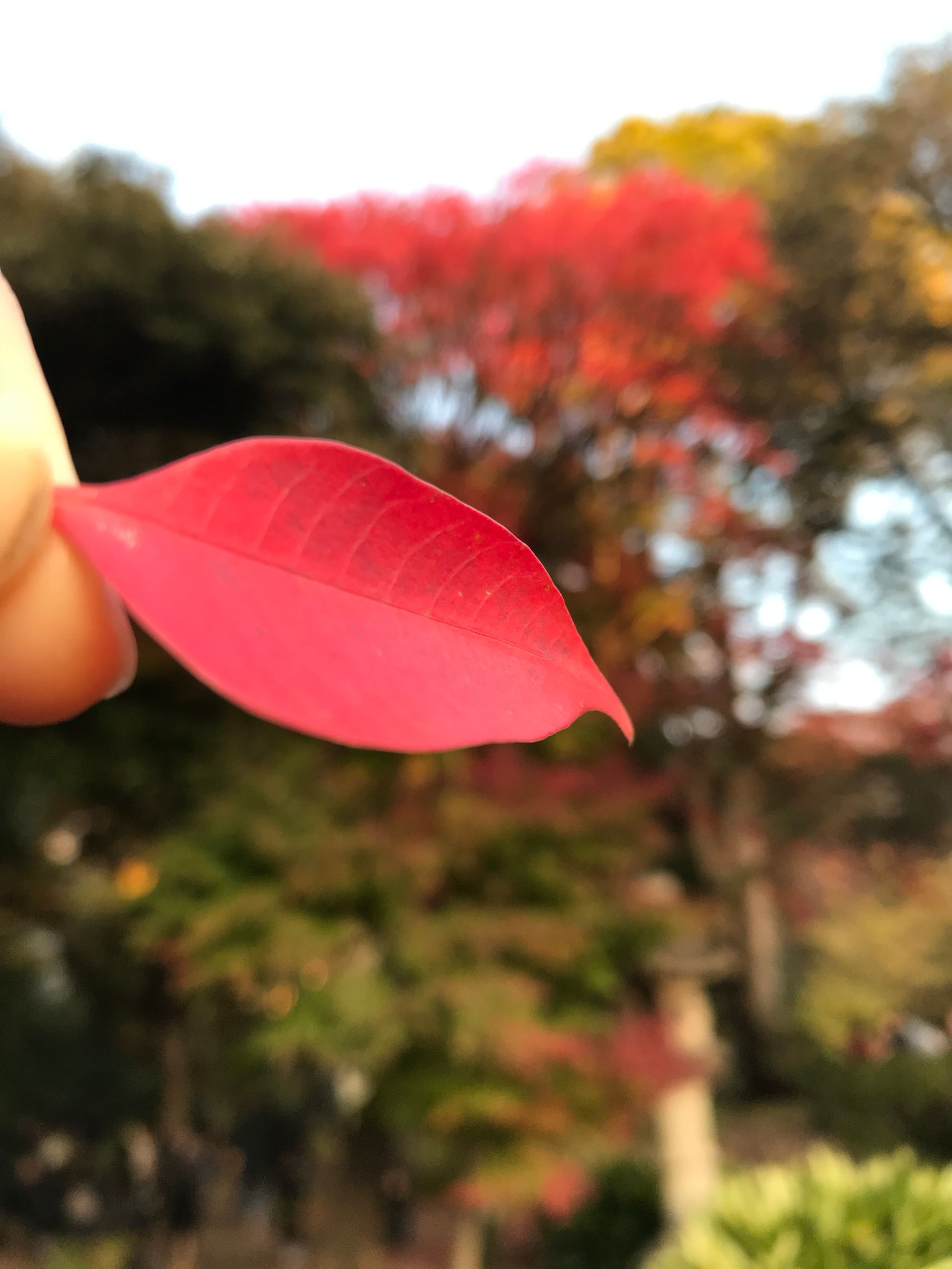 Close up of the oval-shaped red leaf of the hazenoki