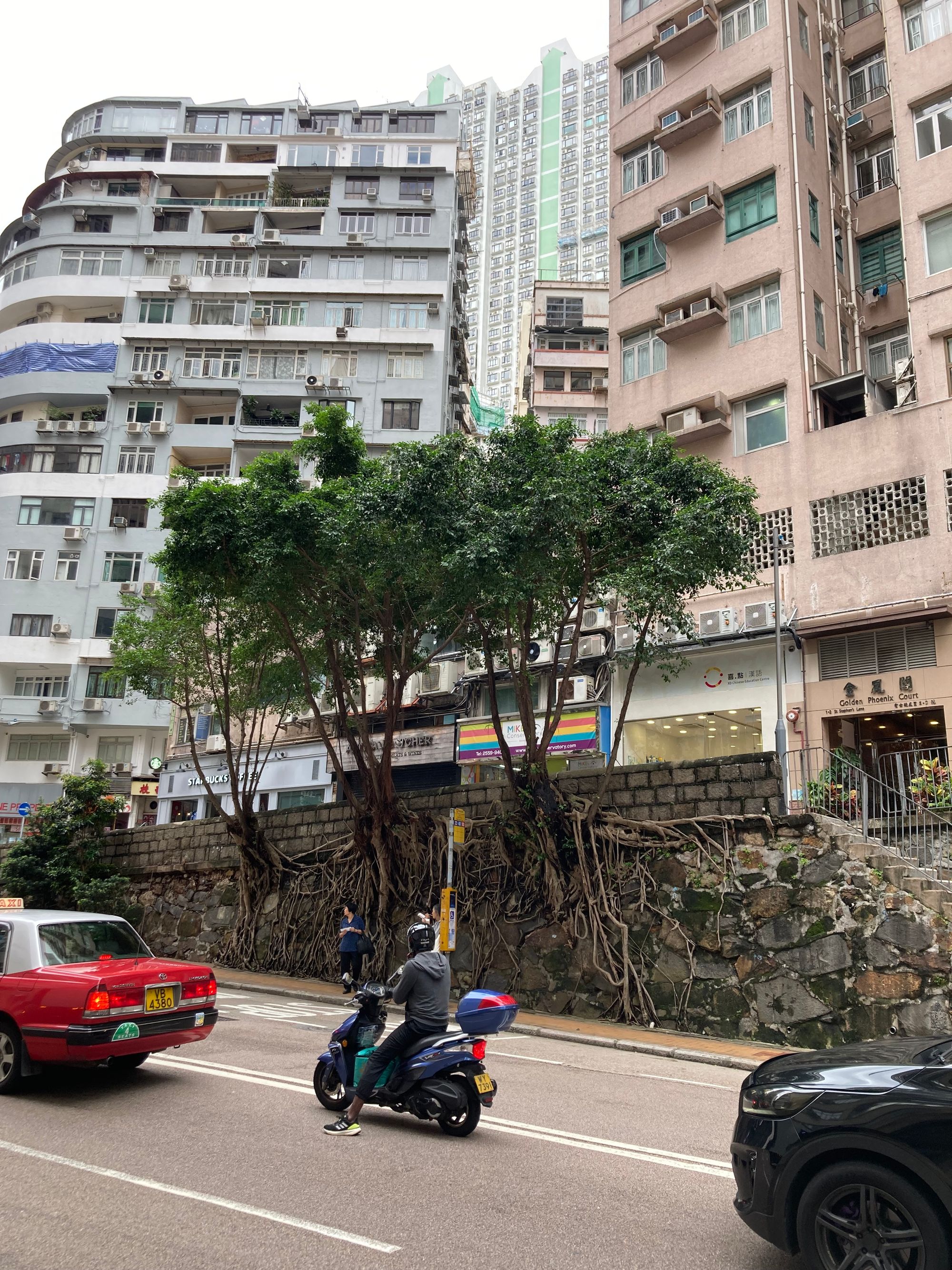 Three young banyan trees growing out of a stone wall by a bus stop. A woman waits under their shade. Tall buildings are behind the trees. 