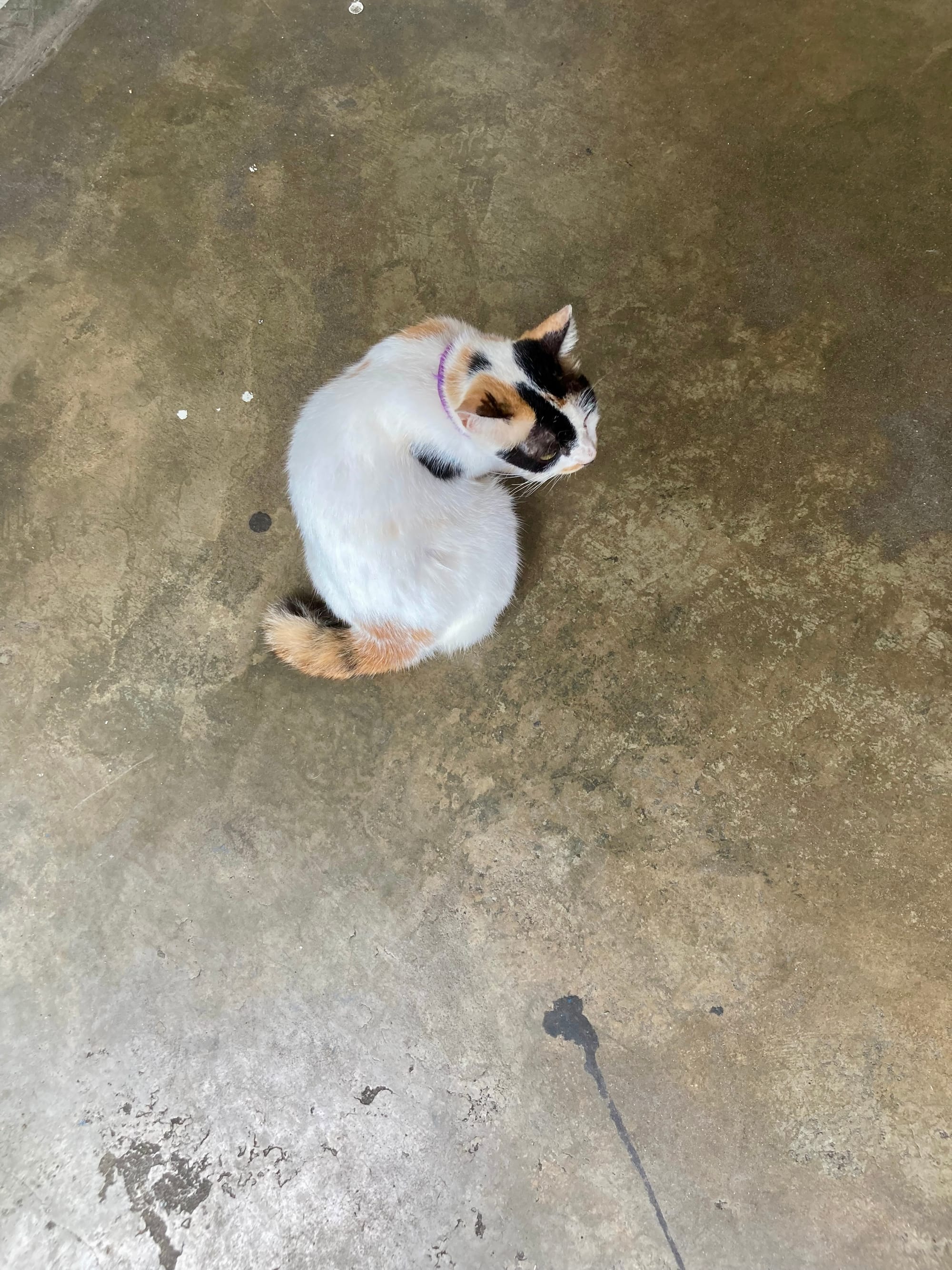 Top view of a sitting cat. It is mostly white but has patches of black and orange on its head and an orange tail.