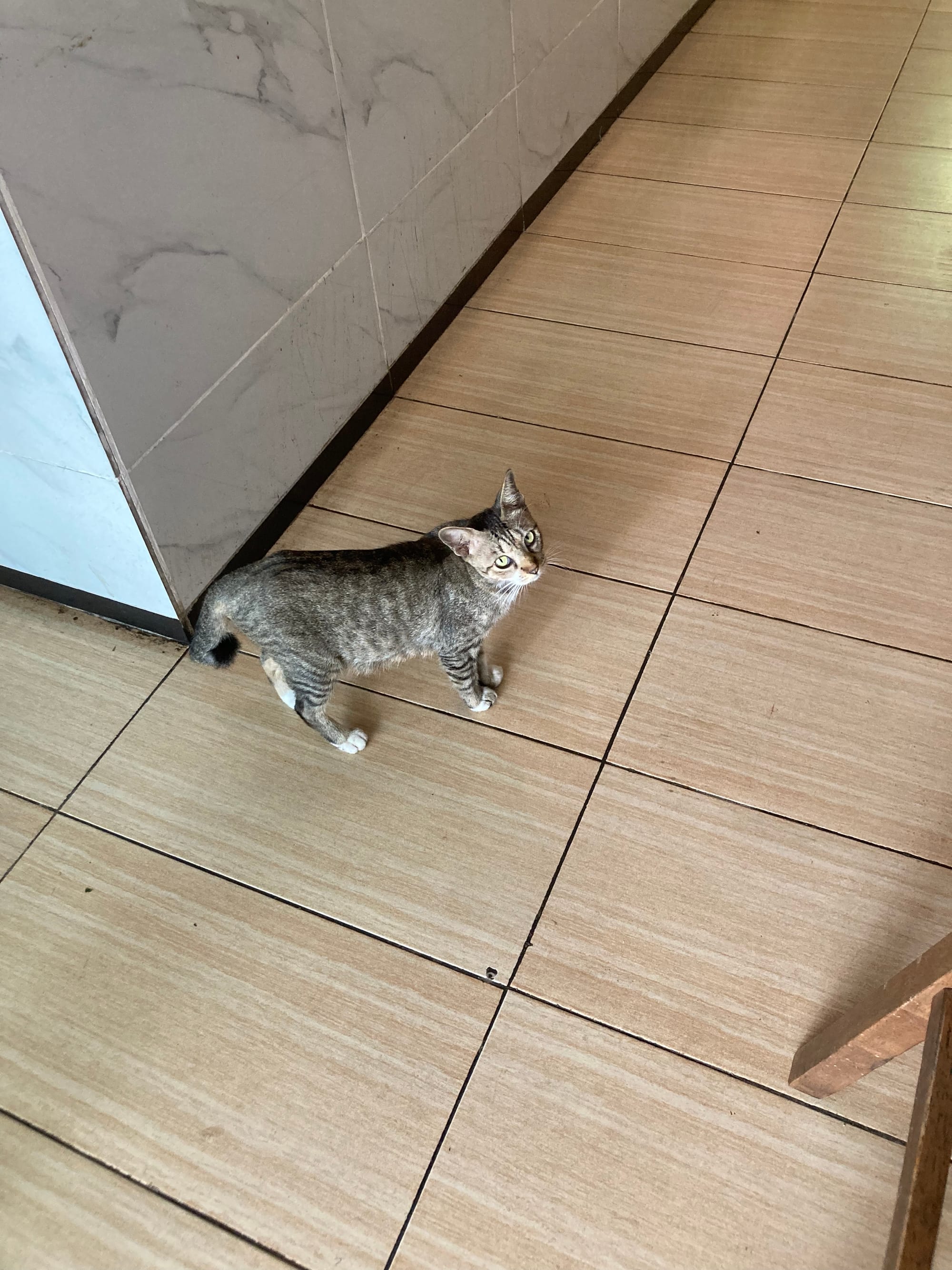 A grey tabby looks up enquiringly into the camera.