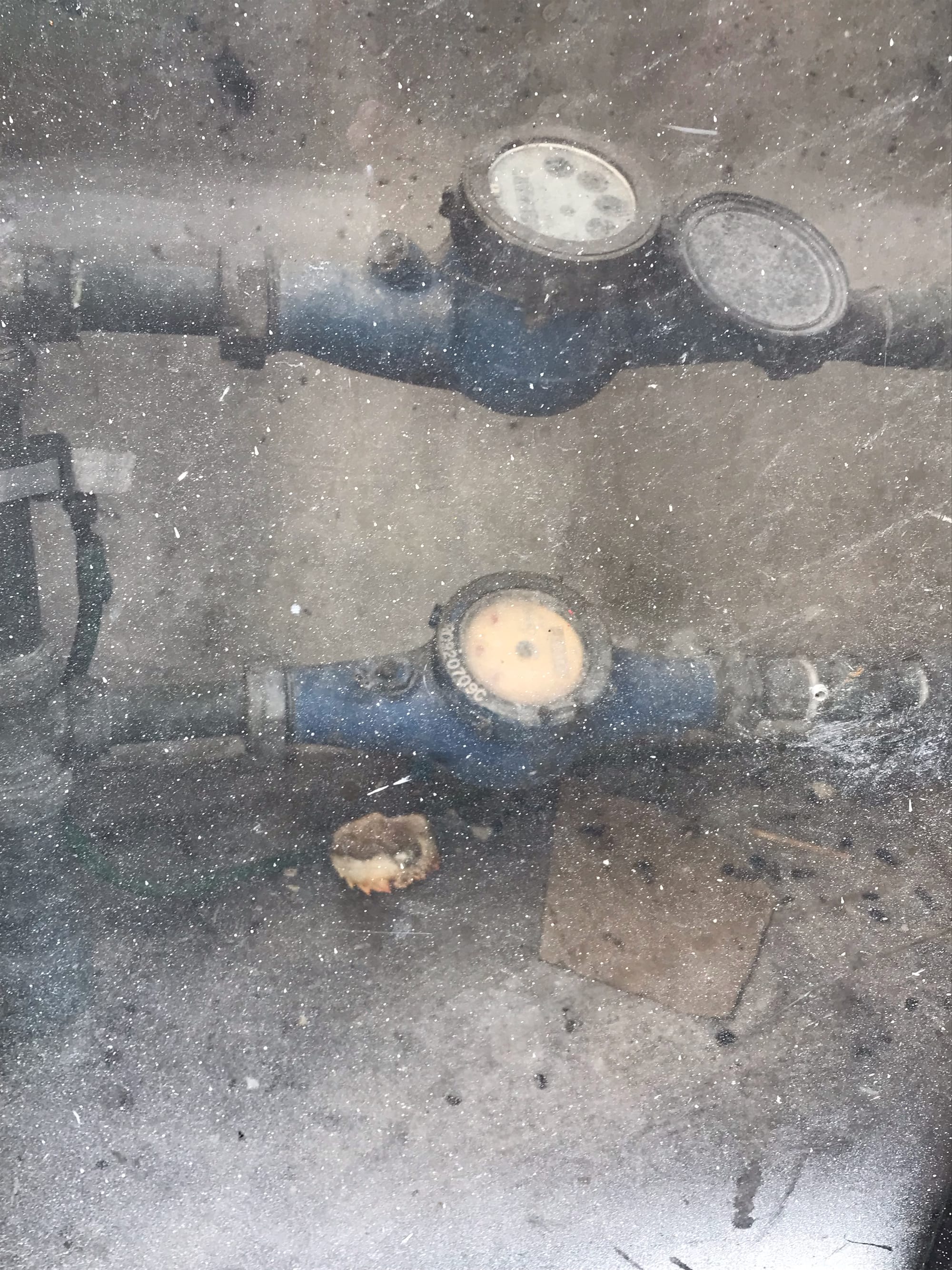 An up-turned crab shell sits beneath a water meter