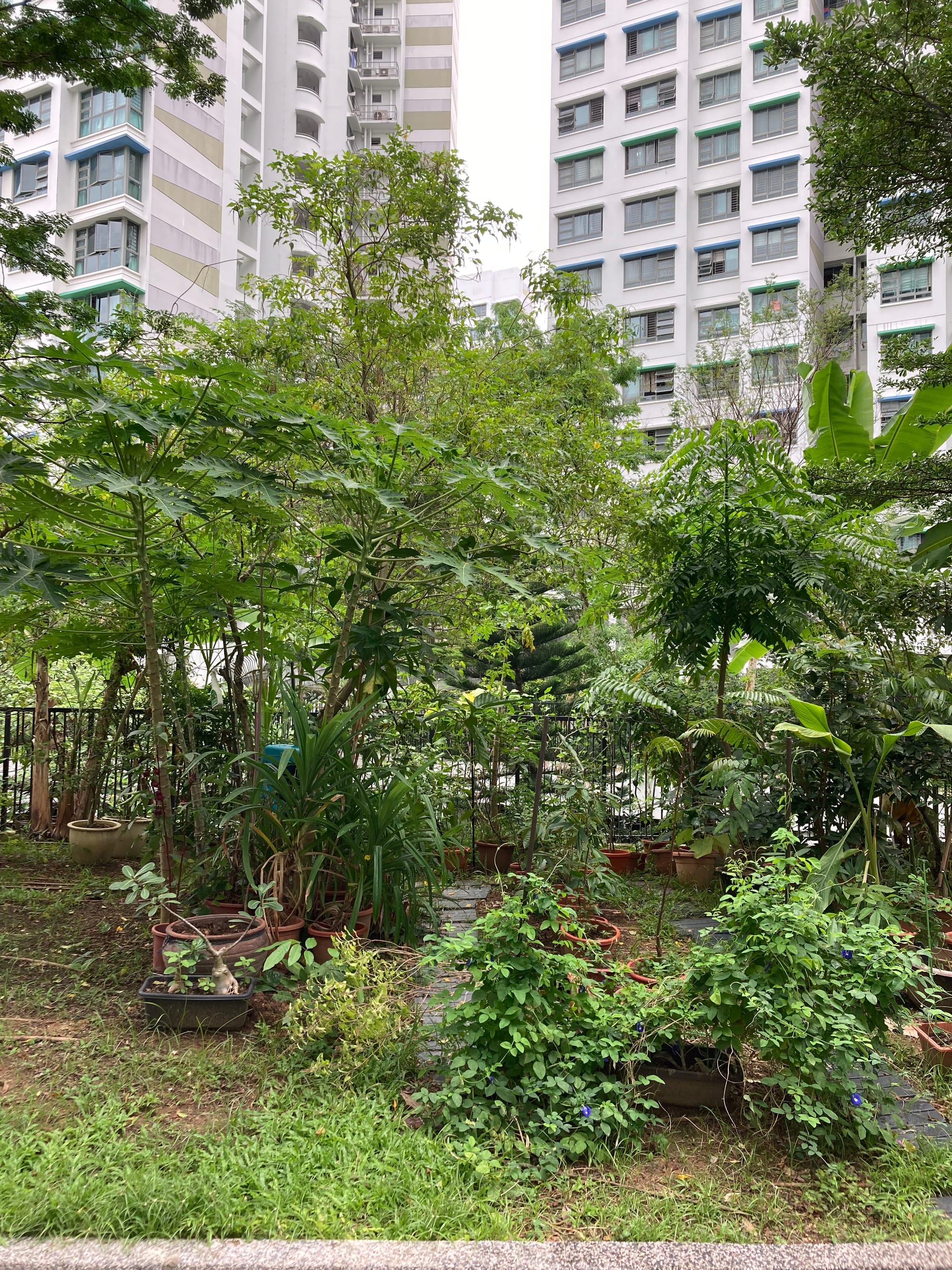 A path leads one into a garden created by rows of potted plants.