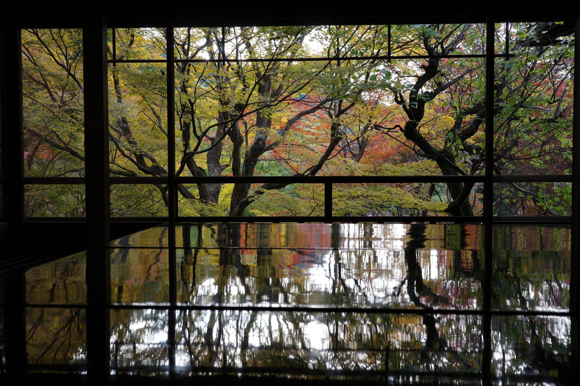 Yellow foliage and dark tree branches are reflected off a shiny surface