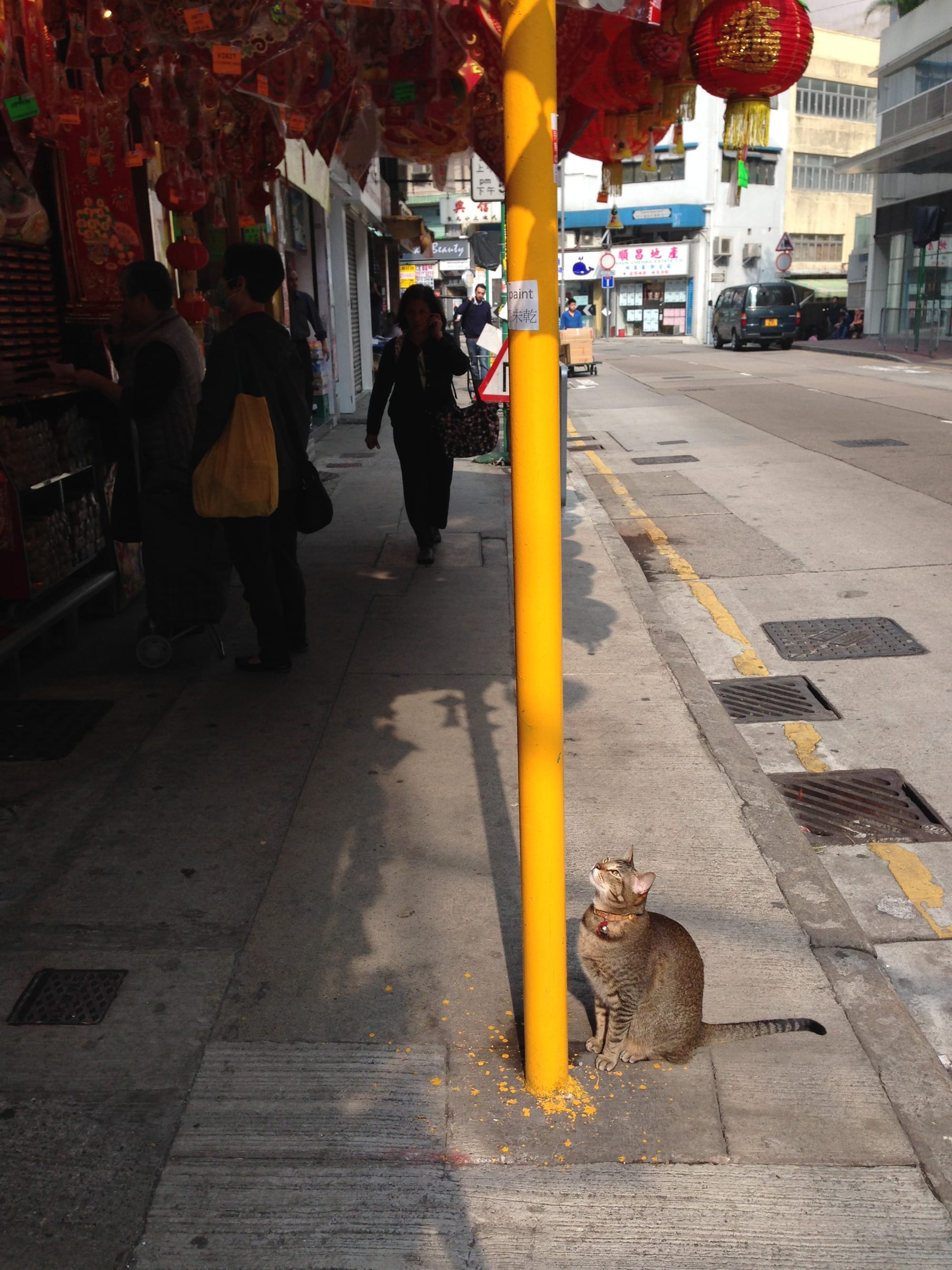 A tabby with a collar looks up at a yellow pole