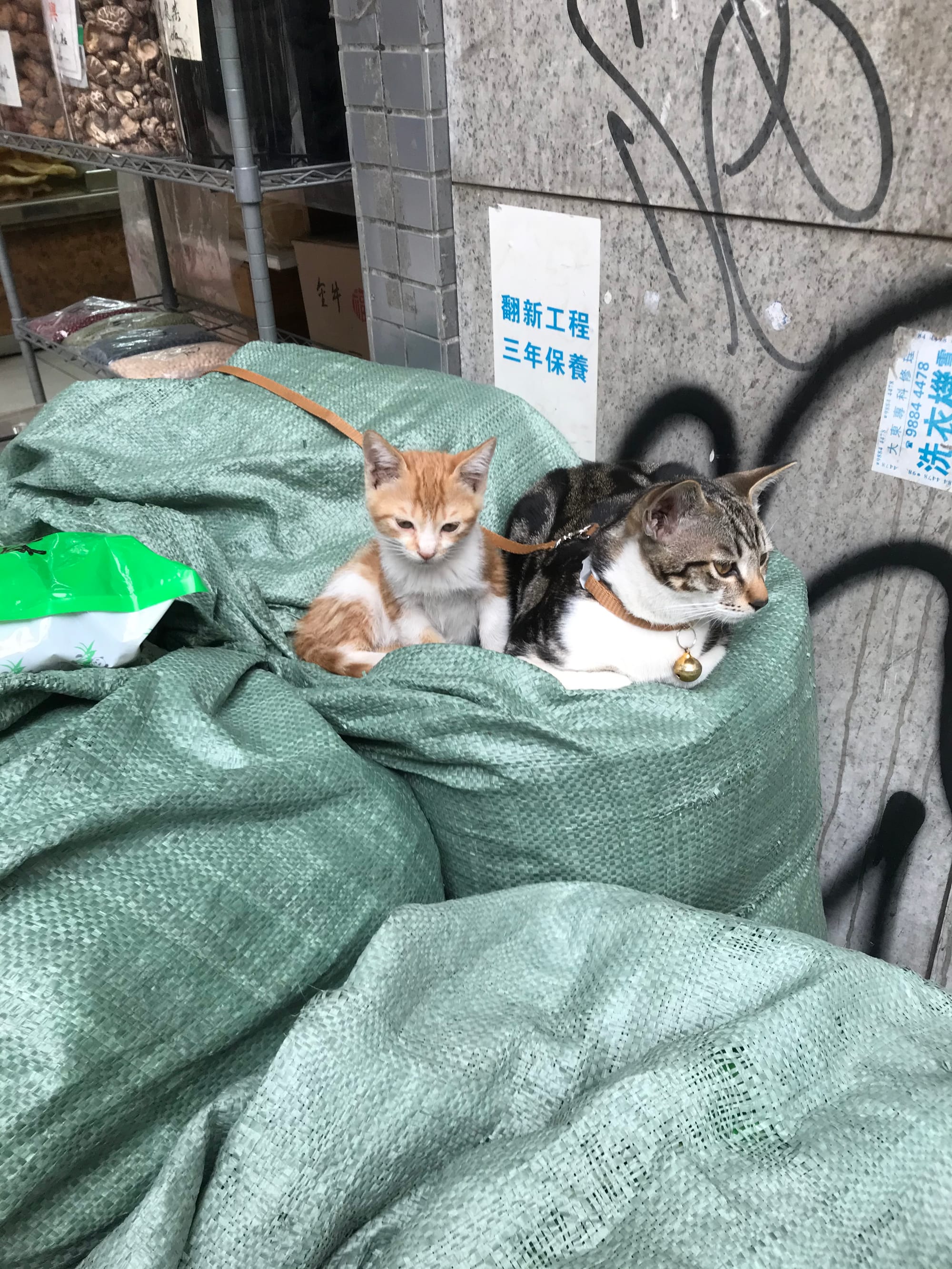 A mother cat with a collar sits on green sacks with her tawny kitten