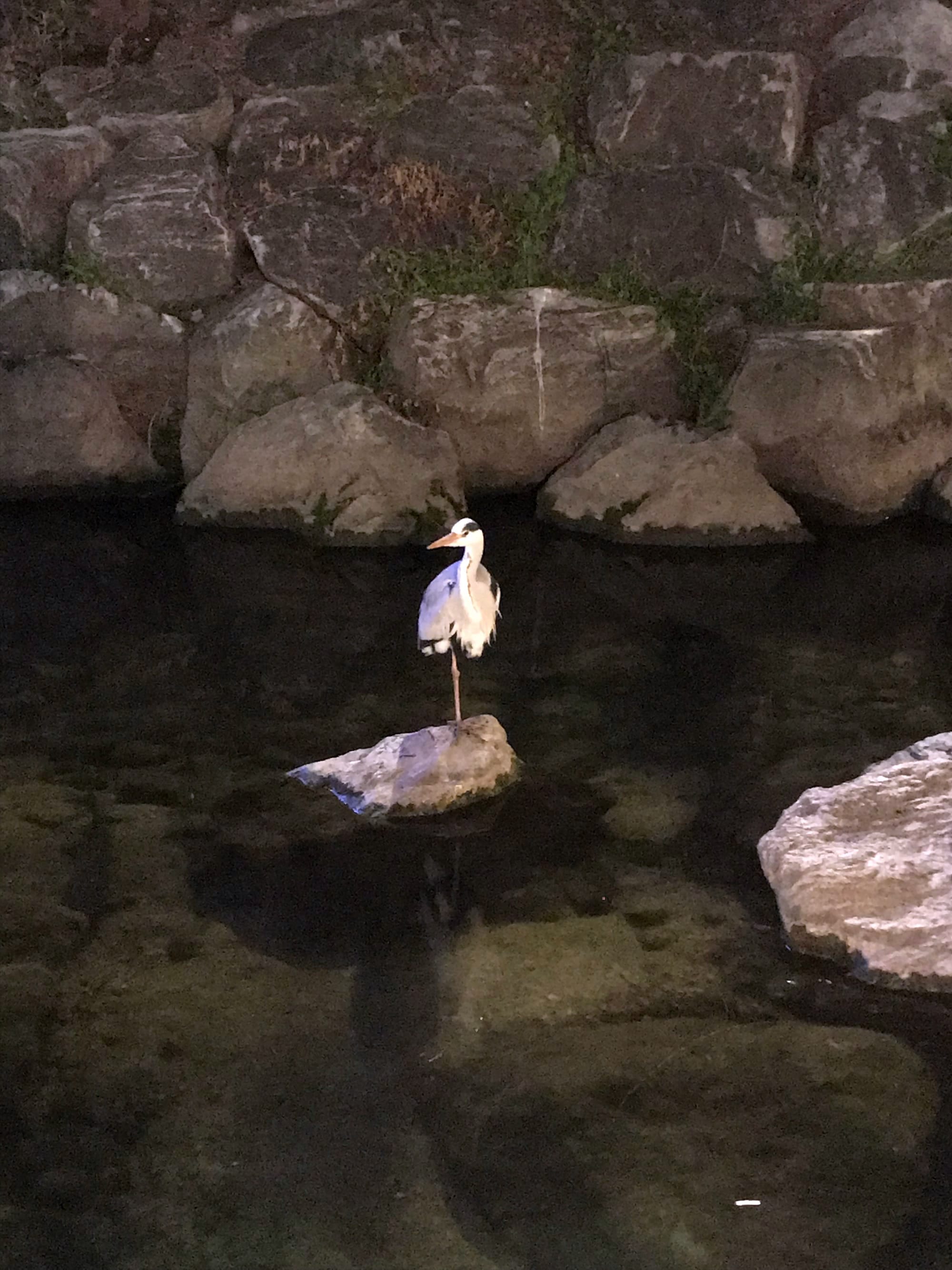 A grey heron stands on one leg perched on a rock in a stream at night.