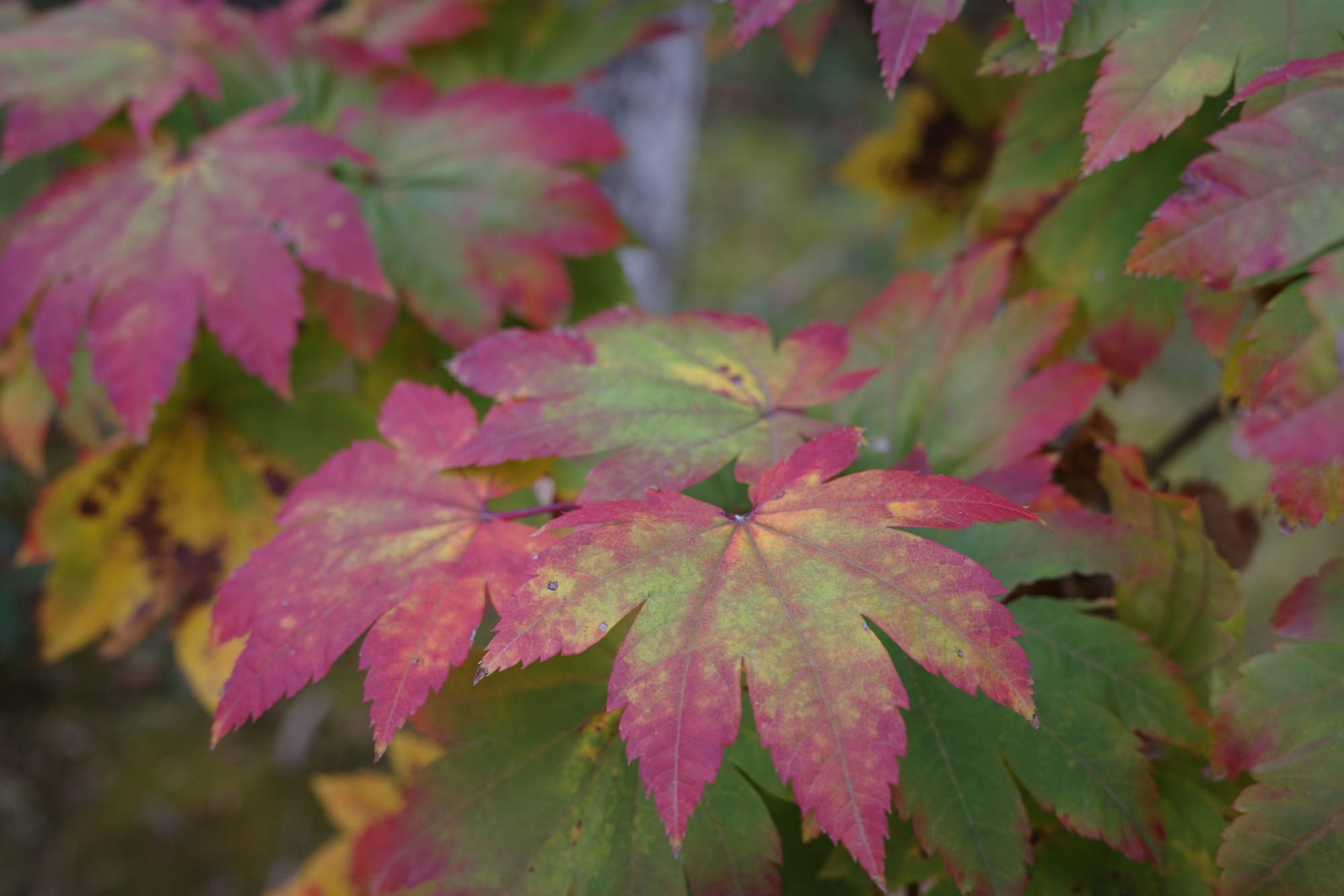 A close up of a Japanese maple leaf with dark red tips and a green-yellow centre.