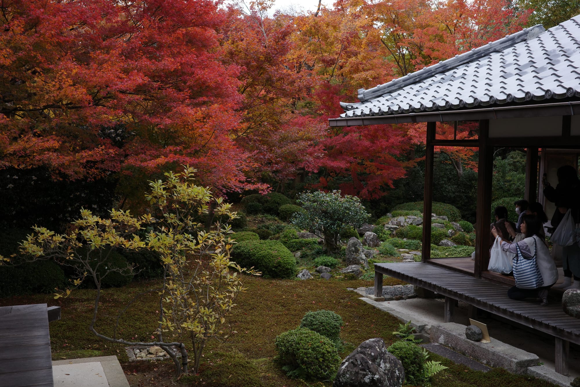 A woman takes a photo of a garden in autumnal glory from a room on the right of the frame