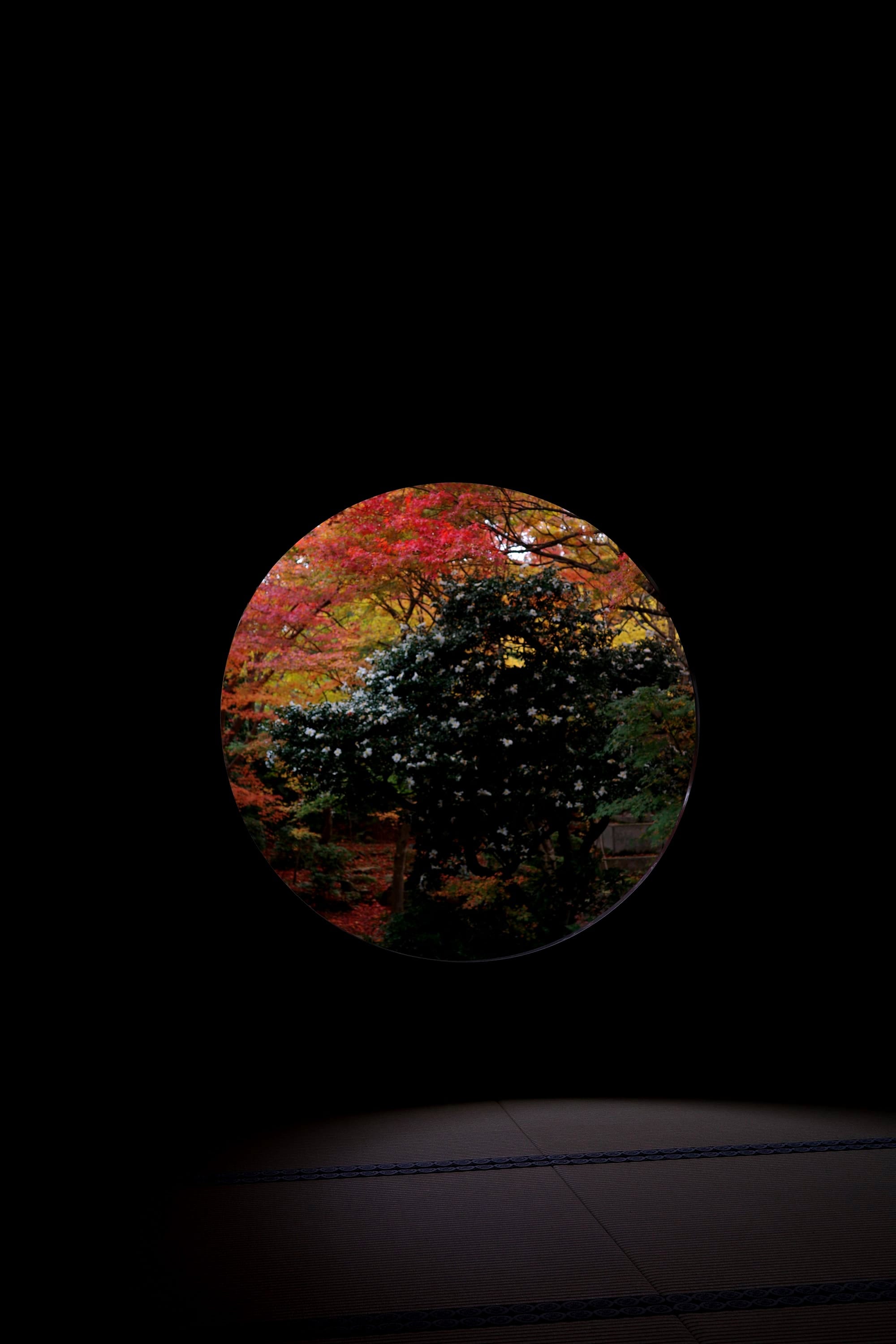 A round window frames a camellia bush with white flowers and red maple trees behind it.