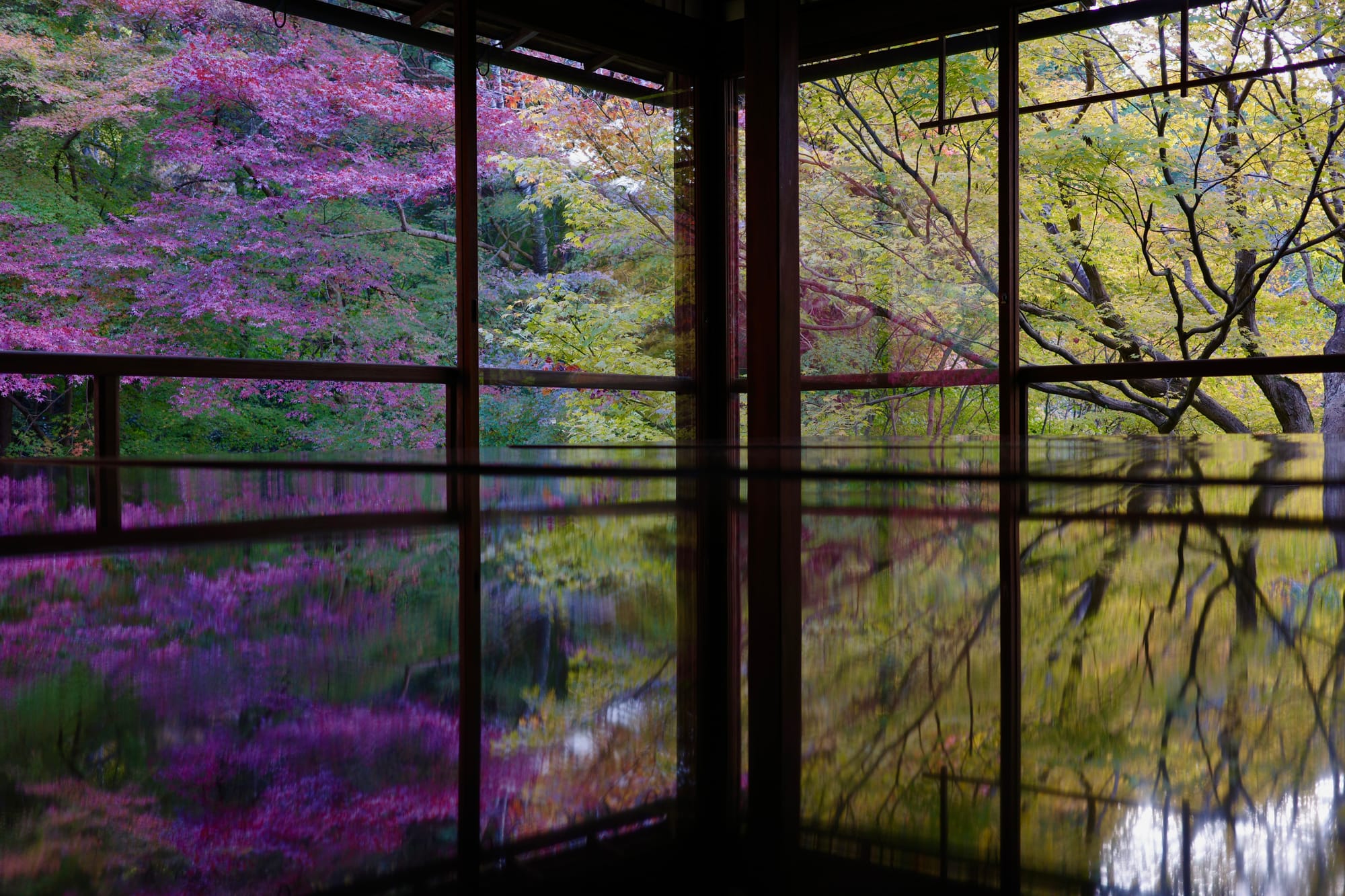 Reflections of magenta and yellow foliage off shiny tables merge with real-life counterparts