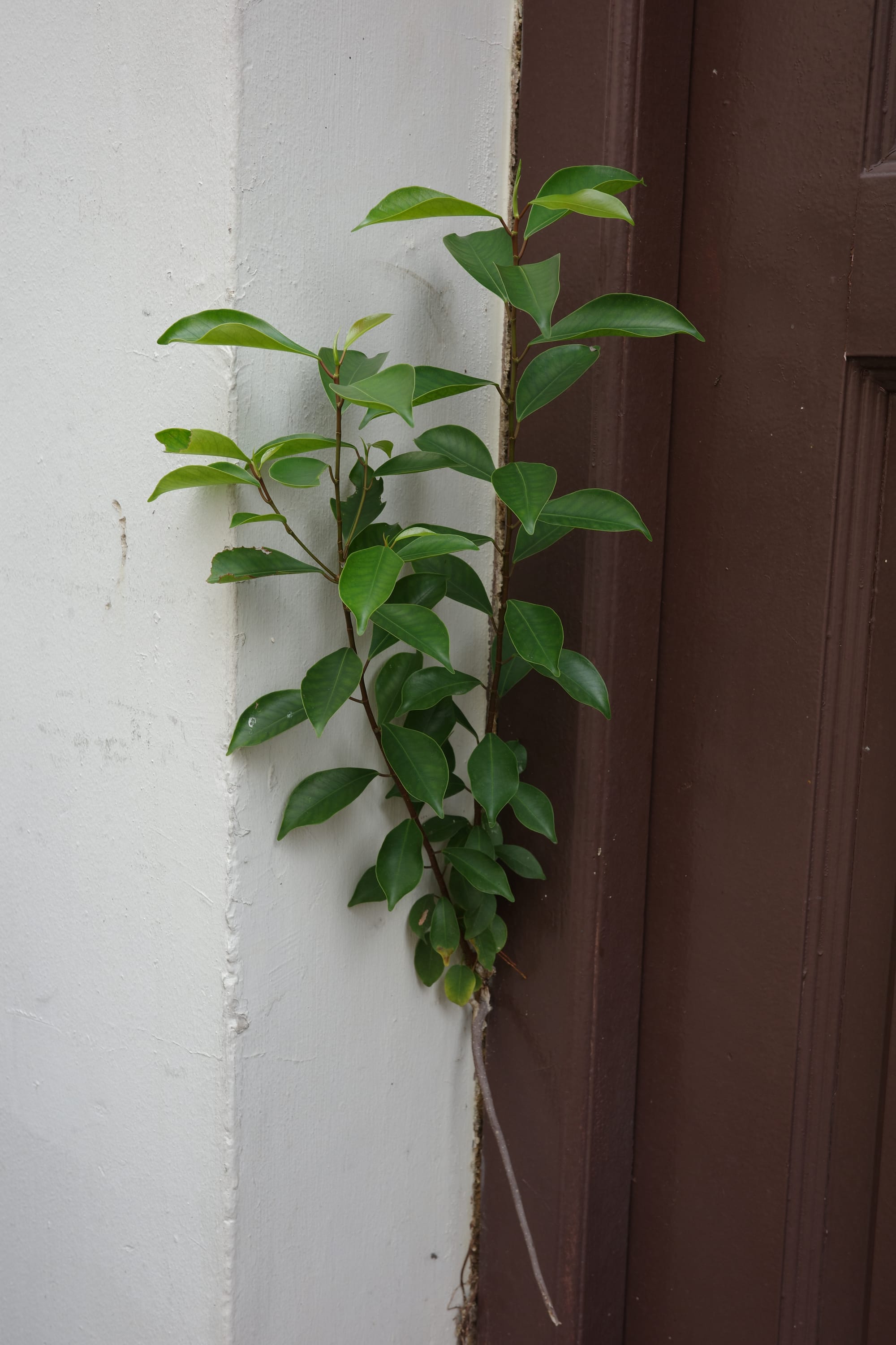 Plant growing out from the corner of a door frame