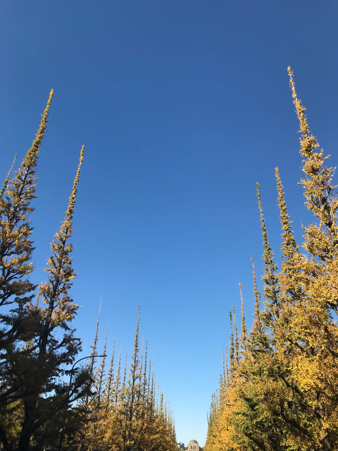 The spindly tips of golden ginkgo trees are lined up along a boulevard against a blue sky.