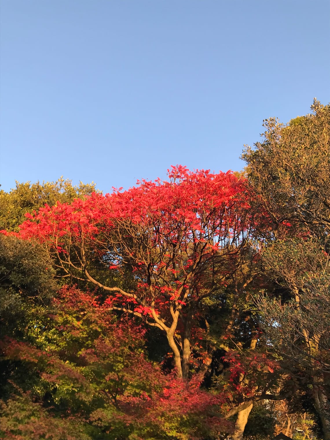 A tree with scarlet leaves stands out amongst trees with green and yellow foliage.