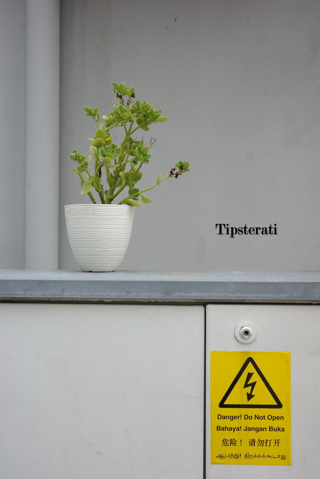 A plant in a white ceramic pot sits on top of electrical box in a back alley.