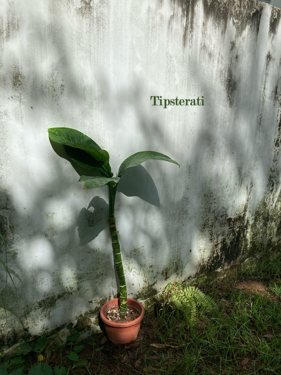 A potted plant stands against a white wall dappled by sunlight