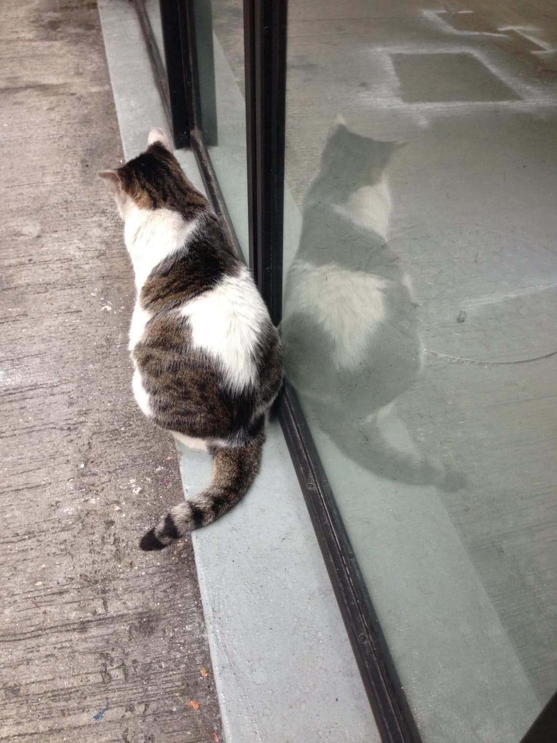 We see the back of grey and white tabby cat and its reflection in a window