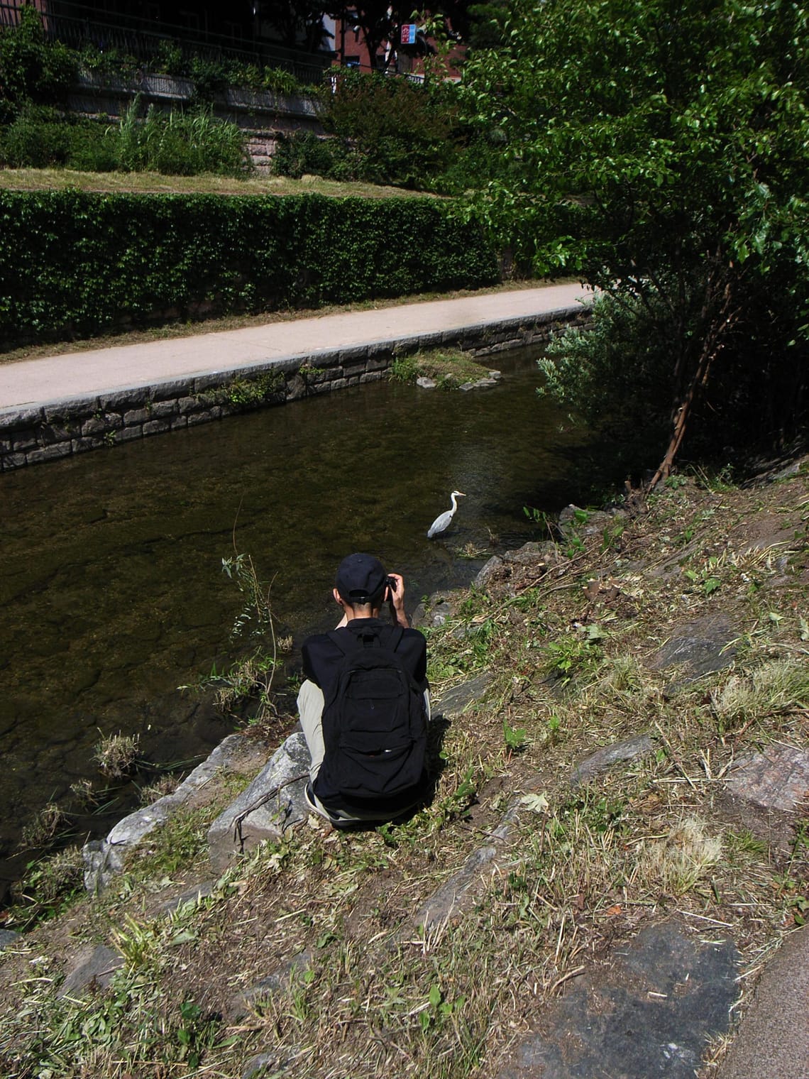 A man crouches on a rocky bank to photograph a grey heron in a stream 