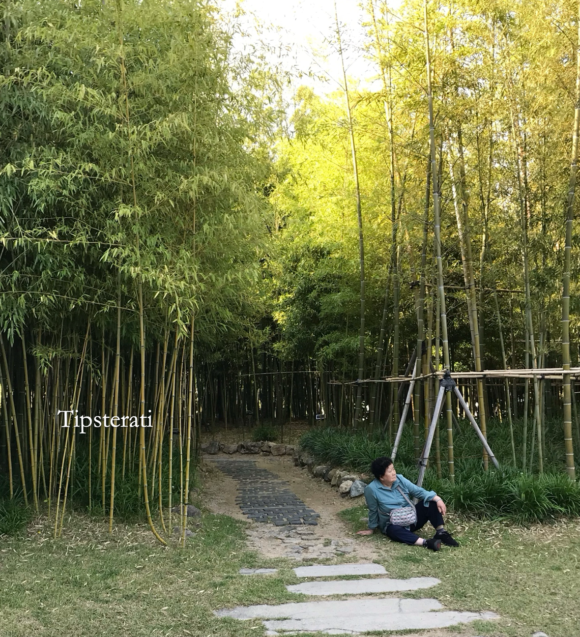 An elderly lady sits on the ground next to a path through a grove of bamboos.