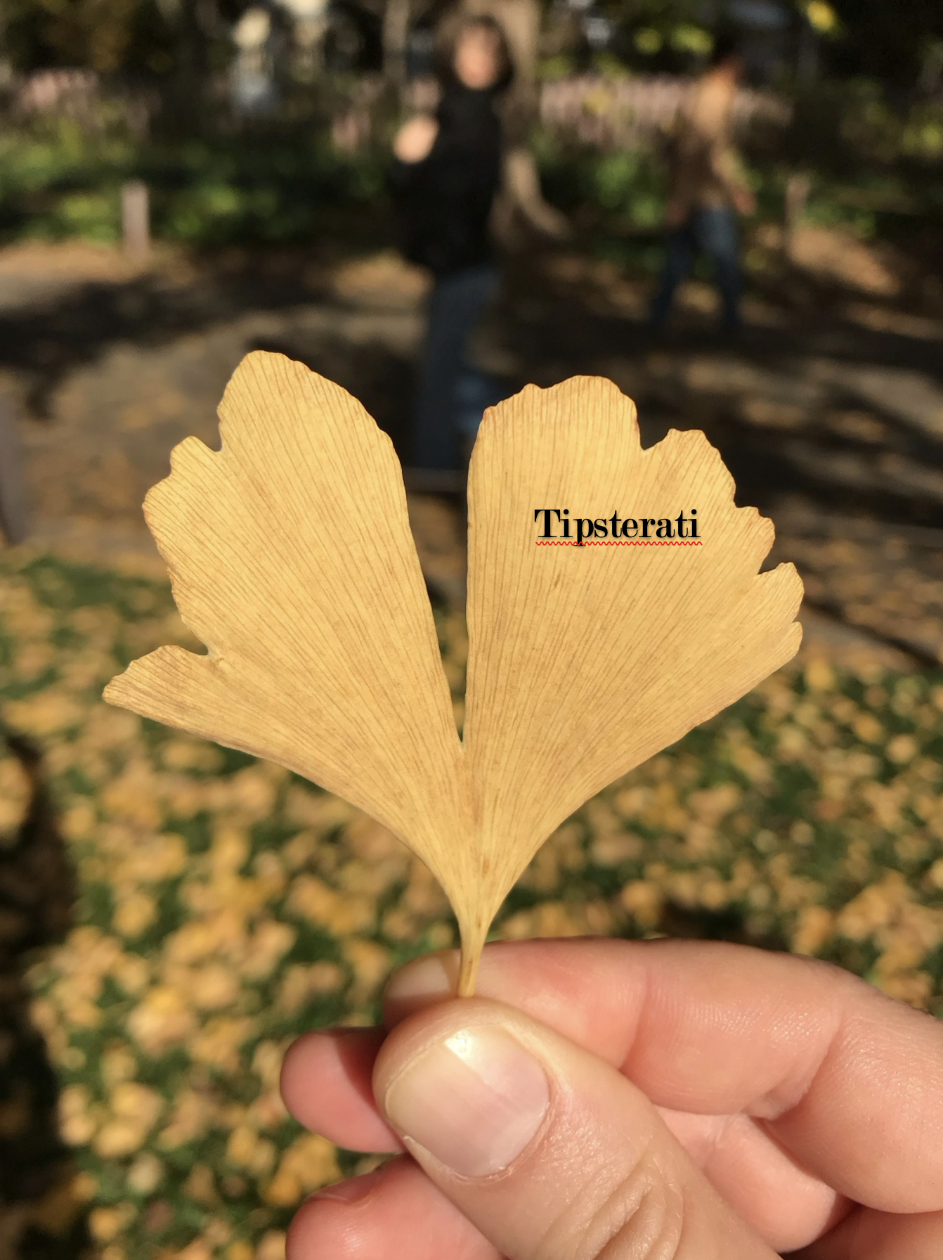 A golden ginkgo leaf is held up by a hand