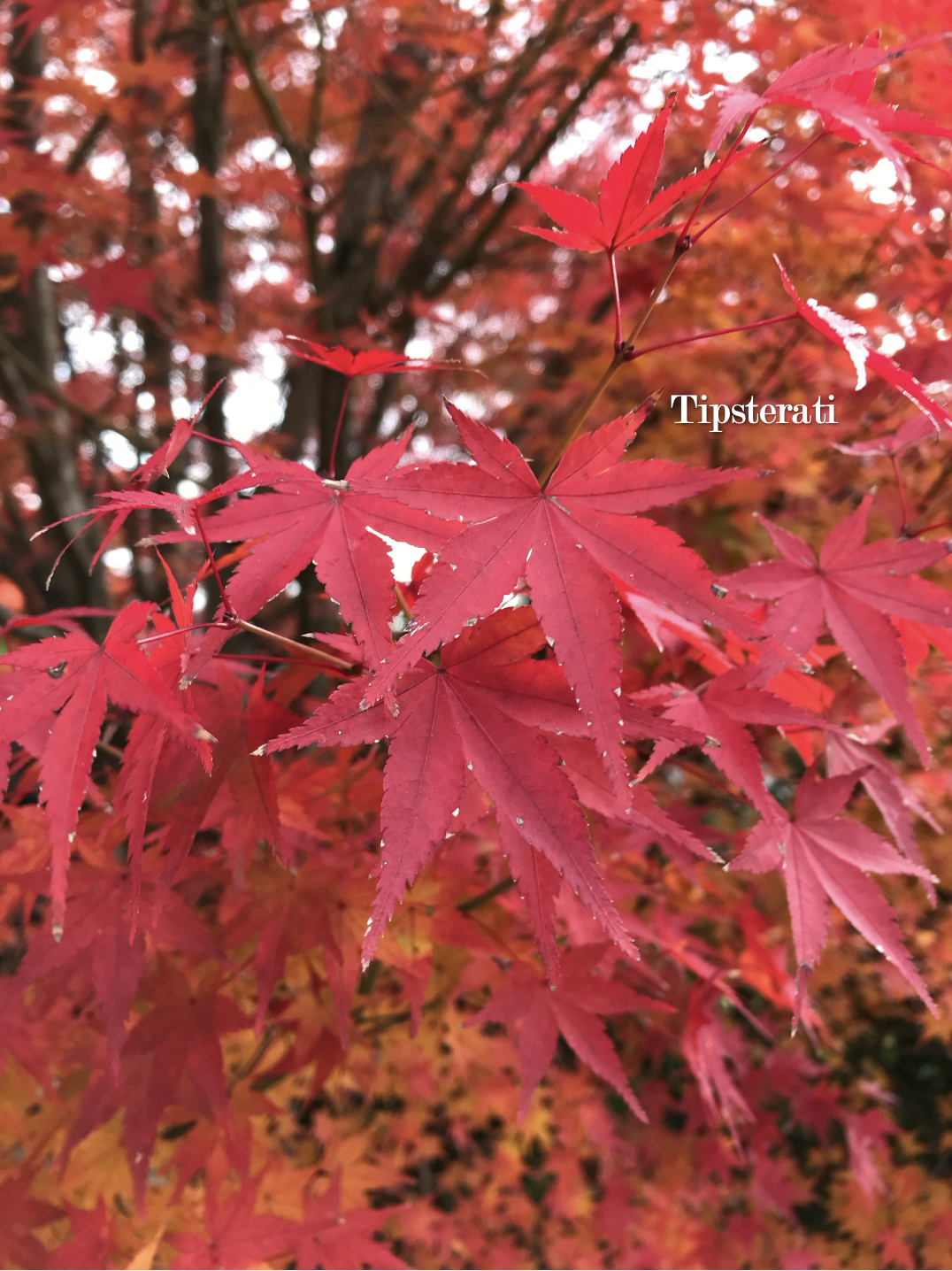 Close up of deep red Japanese maple leaves