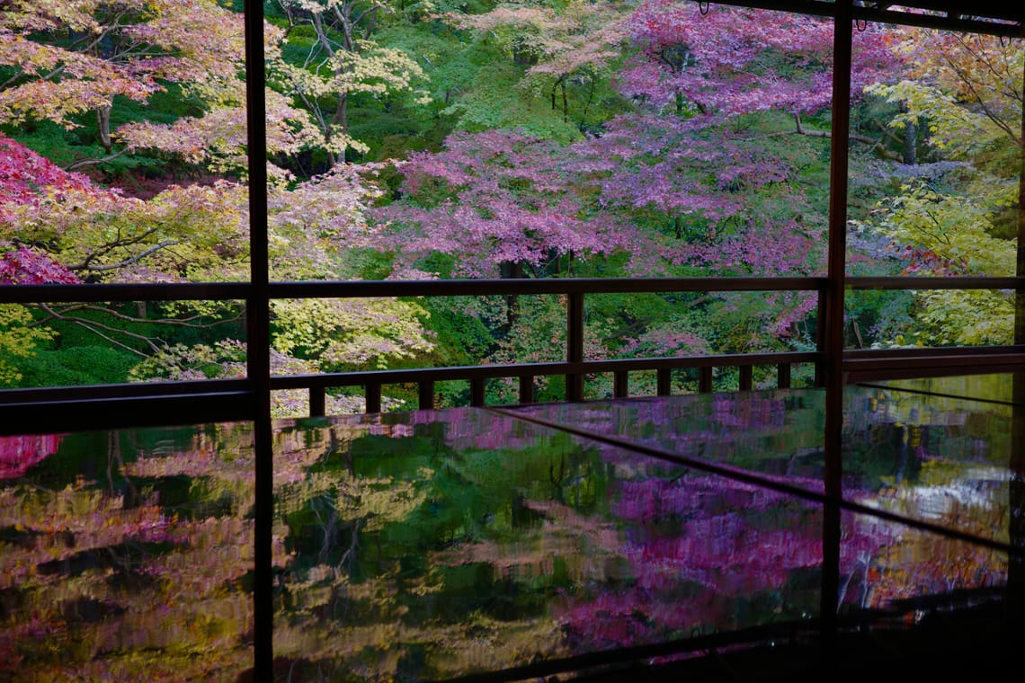 Reflections of magenta, yellow, and green foliage off shiny tables merge with real-life counterparts