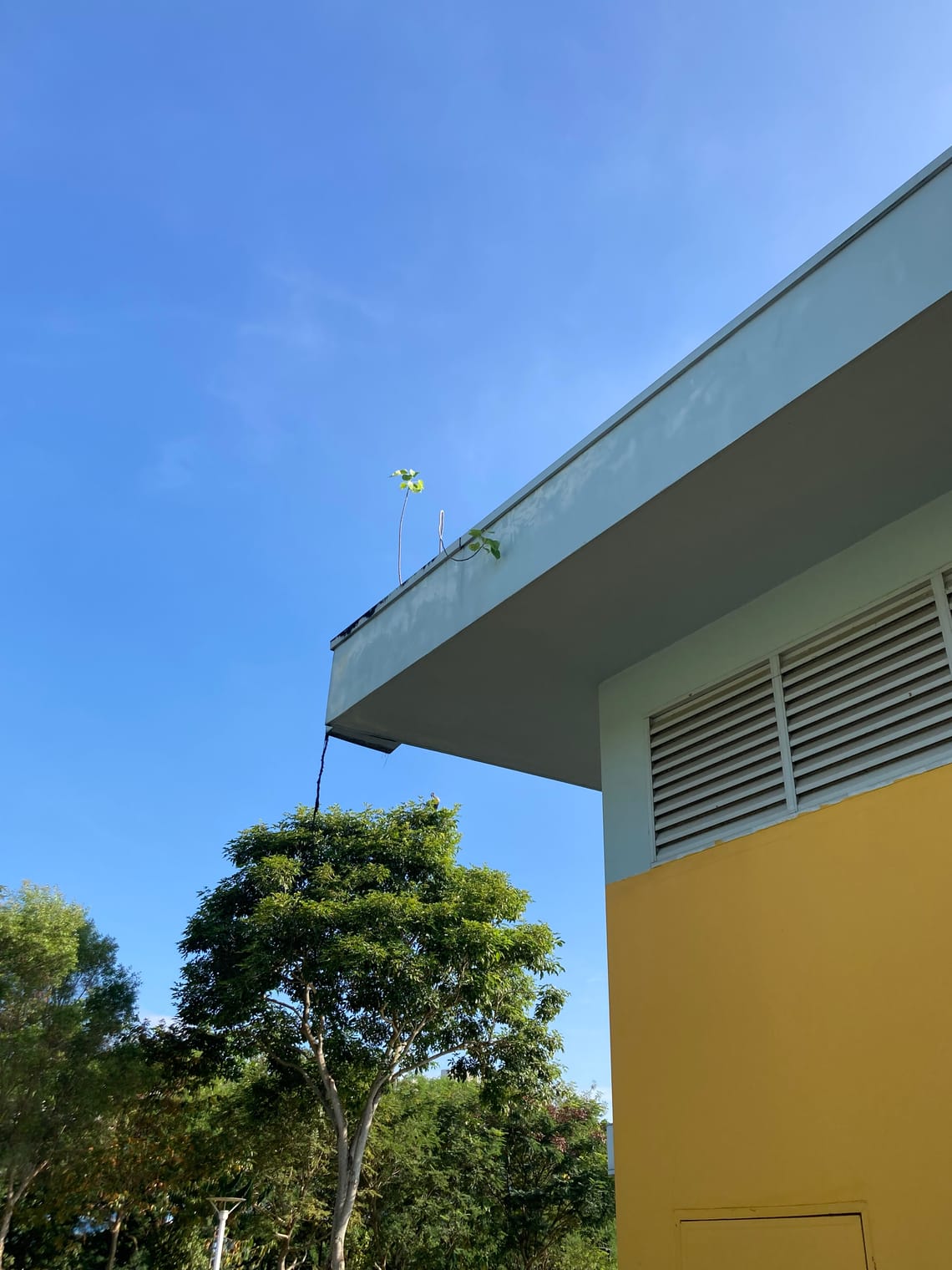 Two saplings grow from the roof of a building.