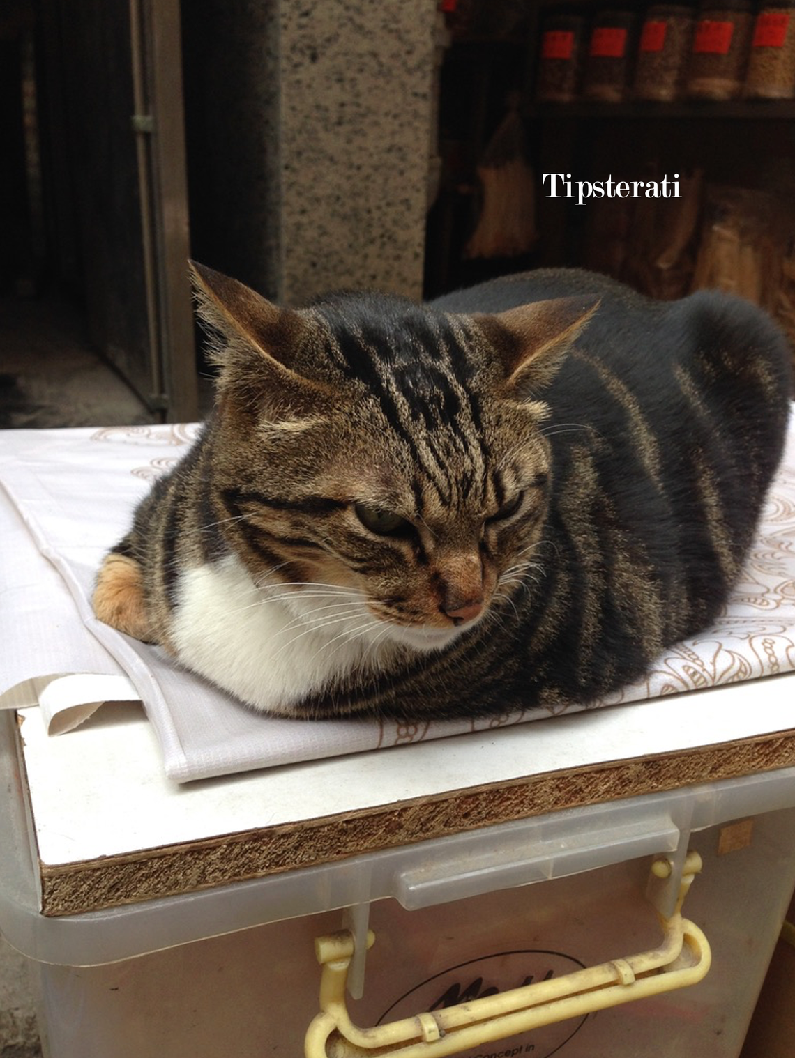 A tabby cat sits with paws tucked under on top of a plastic box