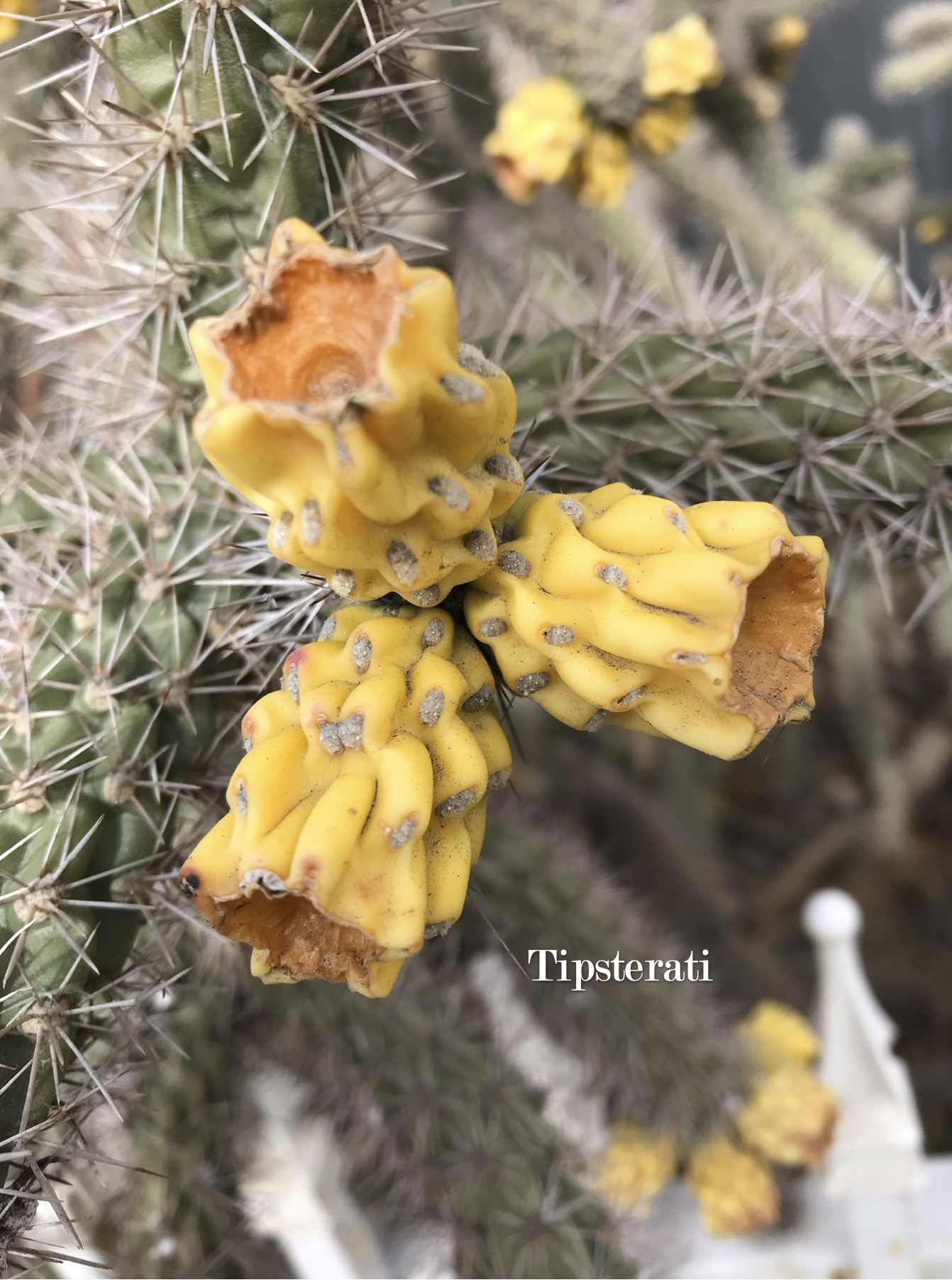 A close-up of yellow fruit on a cactus plant