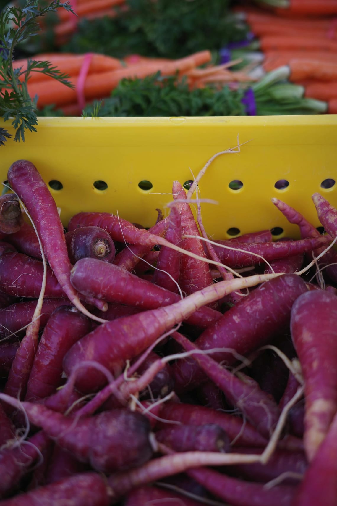 Purple carrots in a yellow bin, with orange carrots in the background