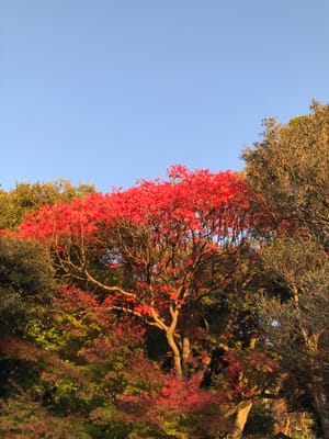 Momiji-gari: Japanese Wax Tree (Hazenoki)